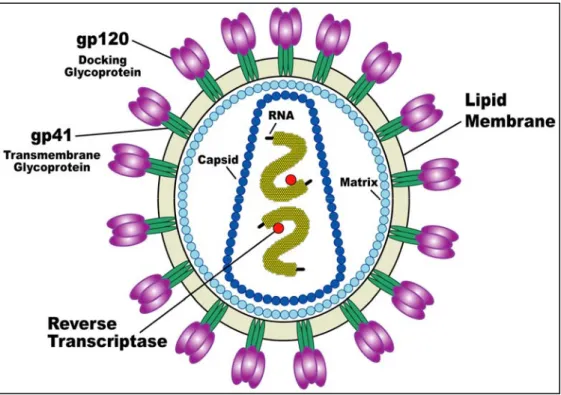 Fig. 5  Versione schematica del virus HIV 