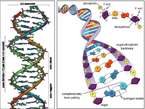 Fig. 10  Rappresentazioni schematiche della struttura a  doppia elica del  DNA 
