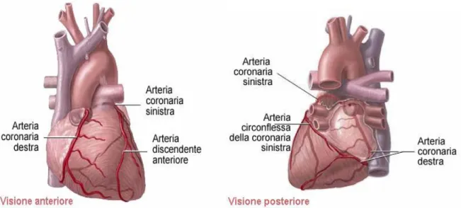 Figura 2.1.1: Arteria coronaria destra e sinistra 