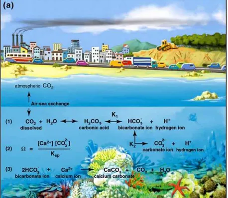 Figure n.3 Chemical equilibrium reaction of CO 2  dissolved in seawater :  CO 2  reacts with water giving rise to calcium carbonate 