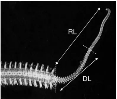Figure n. 8 RL regeneration length and DL differentiation length.  (From Dupont and Thorndyke 2006)