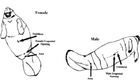 Figura 3. Posizione delle aperture uro-genitali nei due sessi  