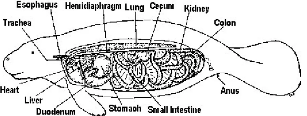 Figura 7. Apparato digestivo di Trichechus manatus