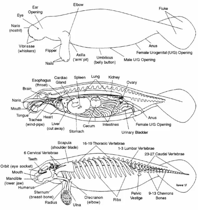 Figura 8. Anatomia di lamantino (Xavier università, 2001) 