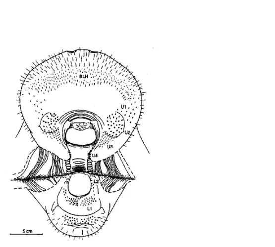 Figura  10.  Apparato  orale  di  lamantino,  in  evidenza  gruppi  di  setole  sul labbro superiore (U1-U4), sul  labbro  inferiore (L1-L2) e peli  più  fini (BLH) presenti nel disco orale