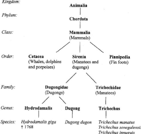 Figura 1.  Classificazione delle specie di lamantino e dugongo (Arkive 