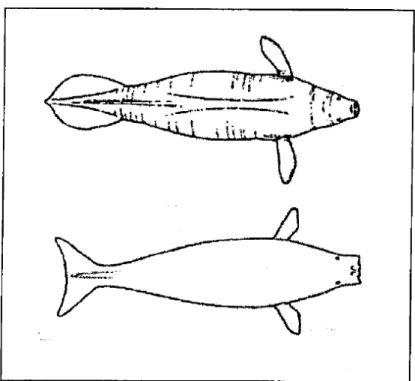 Figura  2.  Differenze  morfologiche  tra  un  Lamantino  (sopra)  e  Dugongo  (sotto), visti dall’alto (Reeves et al., 1992)