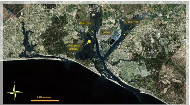Fig. 2.4 – Location of the breeding colony in Odiel marshes. The artificial islet lies just in the  Salinas (yellow dot)