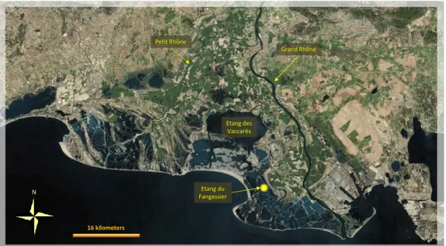 Fig. 2.6 – Location of the breeding colony in Camargue. The islet lies in the Étang du Fangassier  (yellow dot)
