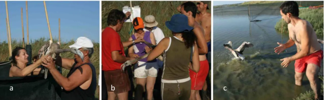 Fig. 2.11 a-c – Three moments of the banding operations. The handler passes a flamingo from  the corral to a volunteer [a]