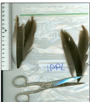 Fig.  2.12  –  Sampling  of  a  scapular  feather  on  a  young  flamingo  just  before  the  release