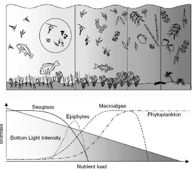 Figura 3 La prima figura rappresenta un esempio del possibile cambiamento nell’ecosistema 