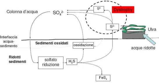 Figura 5 Ciclo dello zolfo (Giordani et al., 2008) 