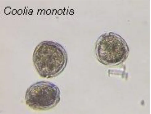 Fig. 17: Coolia monotis 
