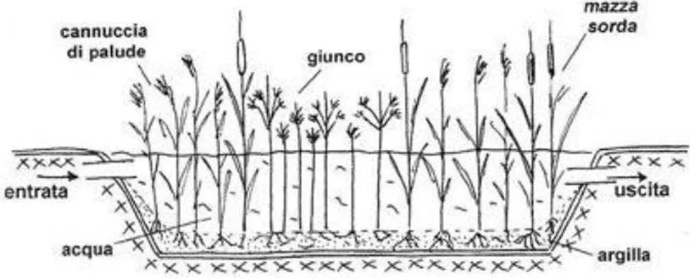 Figura 3.44 – Esempio di piante acquatiche in un sistema di lagunaggio [http://www.riminiambiente.it] 