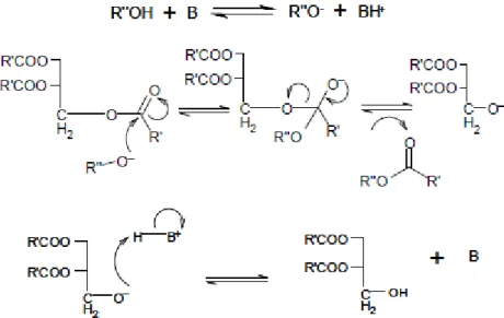 Fig. 2.1.1 -Meccanismo generale per la reazione di transesterificazione base-catalizzata- 