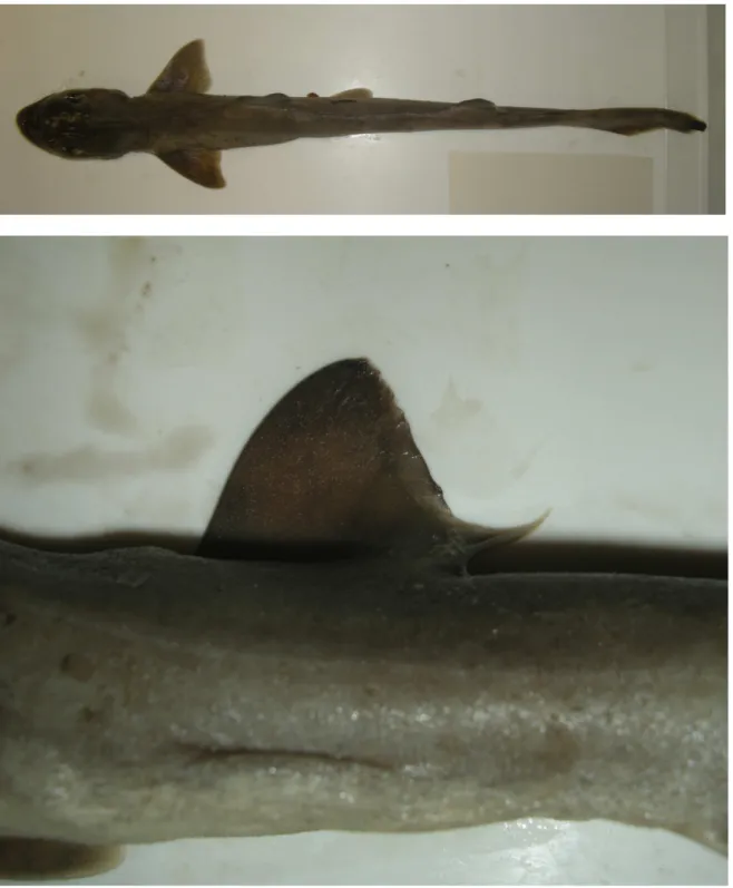 Fig. 4.8: Dorsal view (above) and dorsal fin detail (below) of the ELAME990-10 juvenile specimen (33 cm  LT) of blackspotted smooth-hound Mustelus punctulatus collected from the NC Adriatic Sea