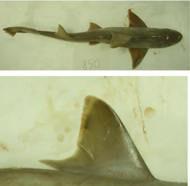 Fig. 4.9: Dorsal view (above) and dorsal fin detail (below) of the ELAME1054-11 juvenile  specimen (57 cm LT) of common smooth-hound Mustelus mustelus collected from the NC  Adriatic Sea
