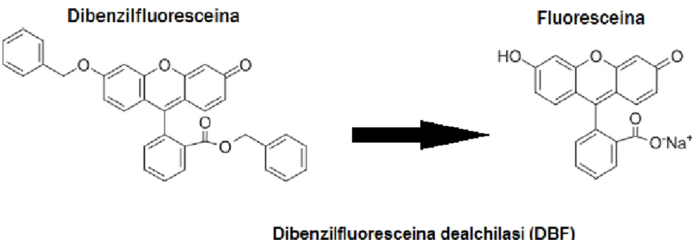 Fig.  1.7  Reazione  di  dealchilazione  della  dibenzilfluoresceina  che  porta  alla  formazione  della  fluoresceina