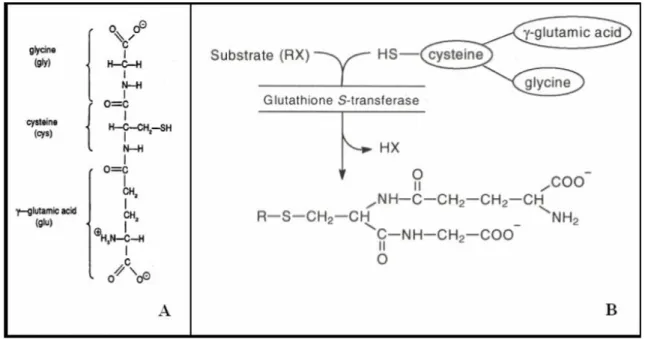 Figura 1.9  Il glutatione ridotto (A) e la reazione di coniugazione (B). 