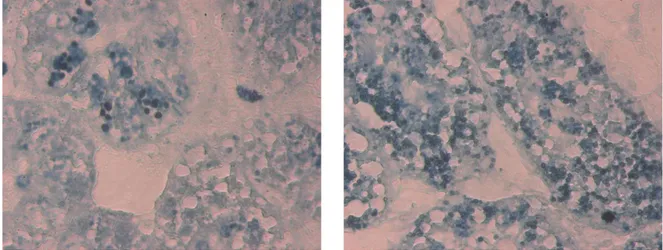 Fig.  1.13  Accumulo  dei  lipidi  neutri  (granuli  arancioni)  osservato  in  fettine  di  10  µm  di  spessore  di  ghiandola  digestiva  di  mitilo (a sinistra il controllo, a destra il campione esposto)