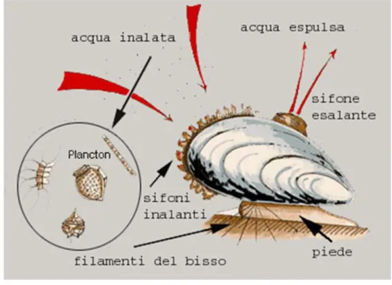 Fig. 1.20  Meccanismo di filtrazione dei Mitili (fonte : http://www.luciopesce.net/zoologia/dispense.htmL)