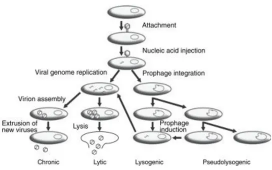 Fig.  1.2  –  Rappresentazione  schematica  dei  differenti  cicli  vitali  del  virus:  cronico,  litico,  lisogenico e pseudo-lisogenico