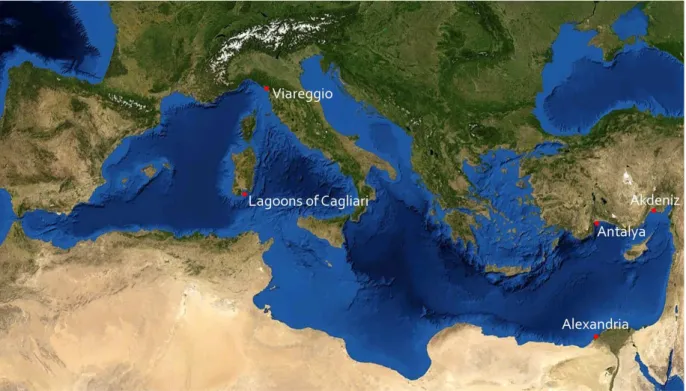 Fig 3.1: Sampling sites of common and Egyptian soles in the Mediterranean. The samples from Antalya and  Akdeniz were merged in a unique sample