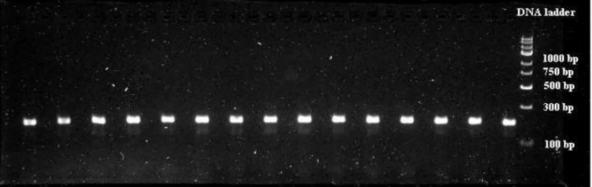 Fig.  3.2  Agarose  gel  showing  fluorescent  bands  corresponding  to  double-stranded  DNA  PCR  products  of  about  200  bp  in  size