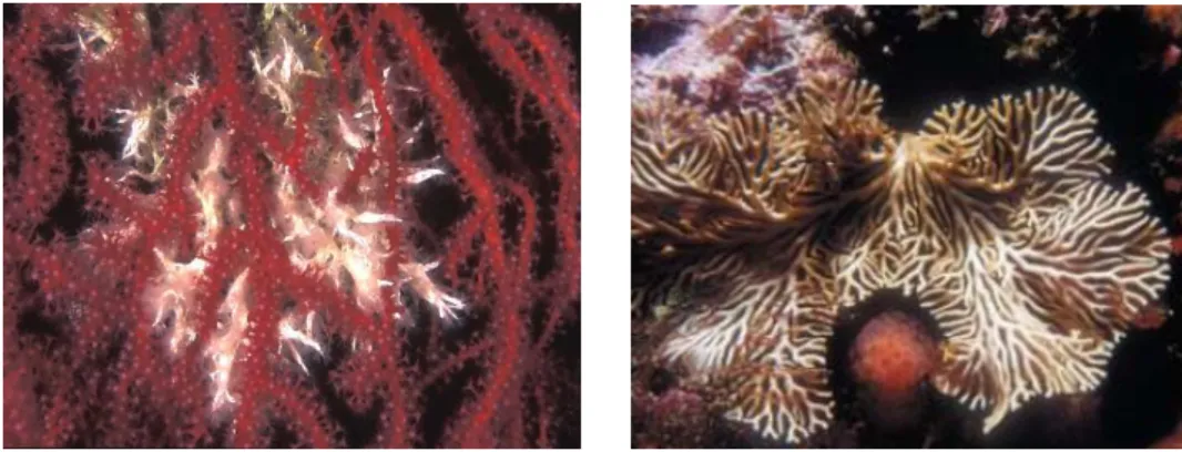Fig. 3 - Examples of space competition: in the first case the polychaete Filograna  implexa  growing  as  epibiont  of  Paramuricea  clavata  (by  courtesy  of  Egidio  Trainito), in the second case the tunicate Pseudodistoma cyrnusense that inhibits  grow