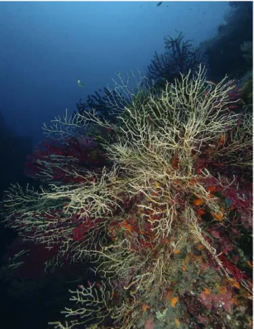 Fig. 5 - A coralligenous landscape with colours turned off by a gorgonian mass  mortality event during summer of 2008 (by courtesy of Egidio Trainito)