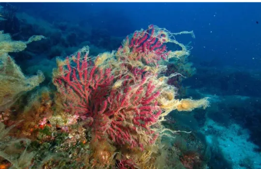 Fig. 7 – An obvious example showing mucillage aggregates entangled on sea fans  branches (by courtesy of Egidio Trainito) 