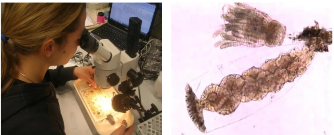 Fig.  17  -  Laboratory  analyses  of  the  artificial  panels  at  the  stereoscope  (by  Vincenzo  Ventra)  and  a  microscope  slide  with  a  hydroids  and  its  gonoteca  (enlargement of 10x) (by the author)