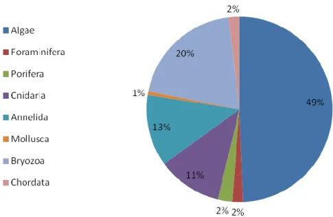 Fig. 20 – Percentage of taxa belonging to major taxonomic groups  