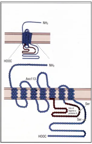 Fig. 2.4 Rappresentazione grafica del recettore a 7  domini transmembrana accoppiato a proteina G 