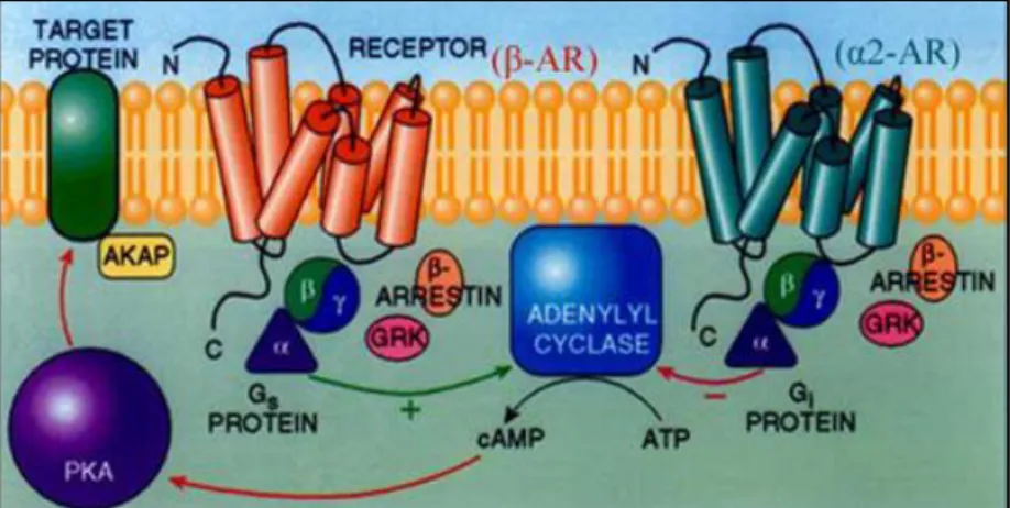 Fig. 2.7 Raffigurazione dei 3 complessi proteici: adenilil ciclasi, proteina  G e PKA 