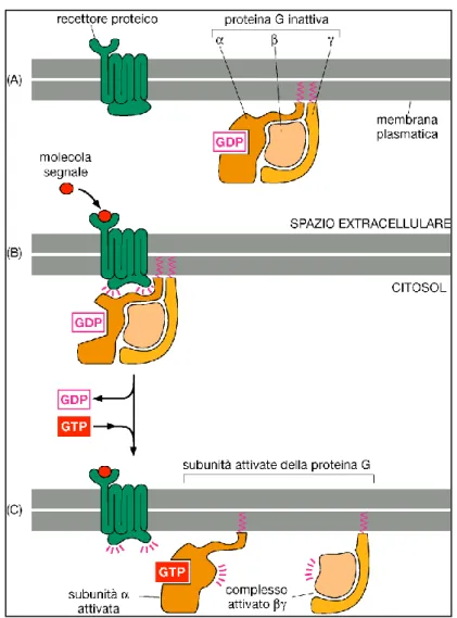 Fig. 2.8 Attivazione della proteina G trimerica ( Biologia molecolare  della cellula, 2008)