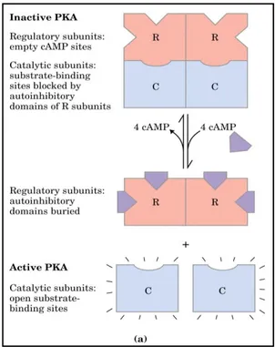 Fig. 2.9 Attivazione della PKA tramite AMPc     (  Biologia molecolare della cellula, 2008) 