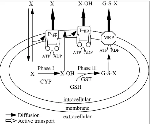 Fig.  2.10  Modello  speculativo  della  resistenza  agli  xenobiotici  fornita  da  trasportatori attivi transmembrana, Pgp e MRP e da enzimi di detissificazione  della  I  e  II  fase,  il  citocromo  P450  (CYP)  e  il  glutatione  S  trasferasi  (GST),
