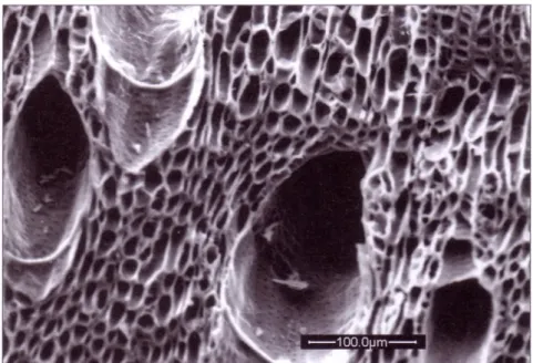 Figura 20: Scansione con microscopio elettronico (SEM) della struttura del  biochar derivante da legno con una pirolisi lenta 