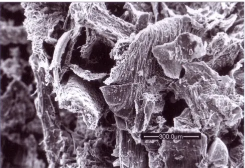 Figura 21: Scansione con microscopio elettronico che mostra la  macroporosità nel biochar prodotto con una pirolisi lenta da deiezioni di 