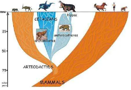Figura 1. Diagramma evolutivo che mostra le relazioni filogenetiche dei Cetacei, Ippopotami e Artiodattili.