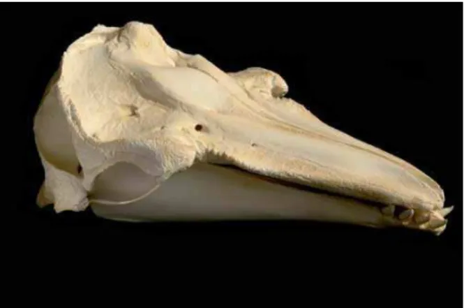 Figura 8. Visione laterale di cranio di Grampo (Grampus  griseus) Notare i denti presento solalmente all'estremità  della mandibola e la forma tipicamente conica