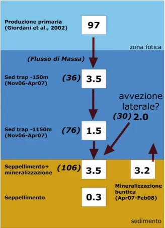 Figura 5. Bilancio verticale del carbonio organico 