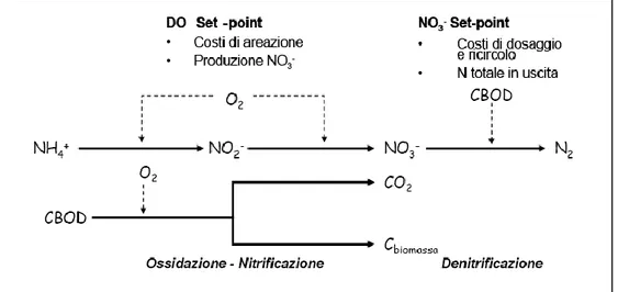 Figura 3.7: Coordinamento fra i processi di abbattimento del carbonio, nitrificazione   e della denitrificazione (Marsili Libelli et al., 2008)