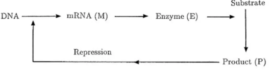 Figura 2.5: Sistema schematico di controllo della produzione di un enzima (E) secondo il modello della (2.26).