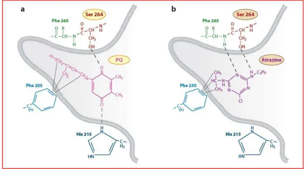 Fig  2.3.1  Interazione  del  plastochinone  (PQ)  e  atrazina  con  gli  aminoacidi  all’interno del sito di legame del PQ a livello della proteina D1 del PSII