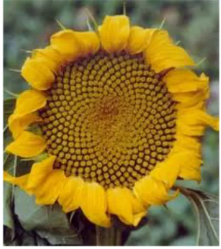 Figura 1: Un girasole di Fibonacci (foto di Yves Couder)