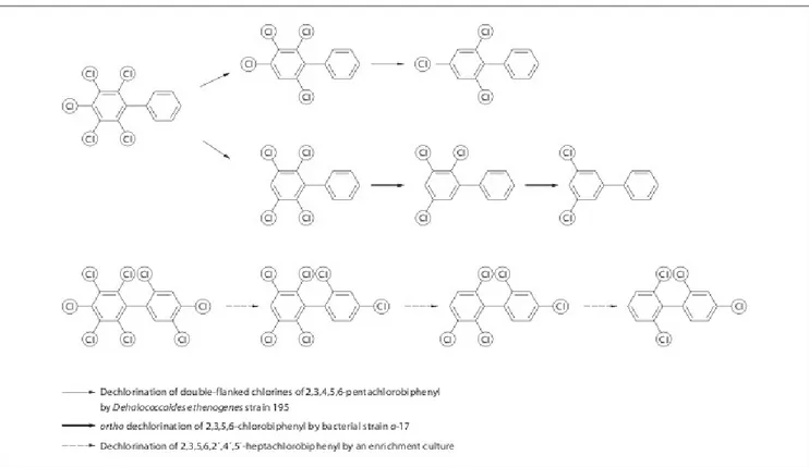 Figure 4: Bacterial reductive dehalogenation of selected polychlorinated biphenyls by Dehalococcoides  and related bacteria and by an enrichment culture (Bedard et al., 2006; Cutter et al., 2001; Fennell et   al., 2004).