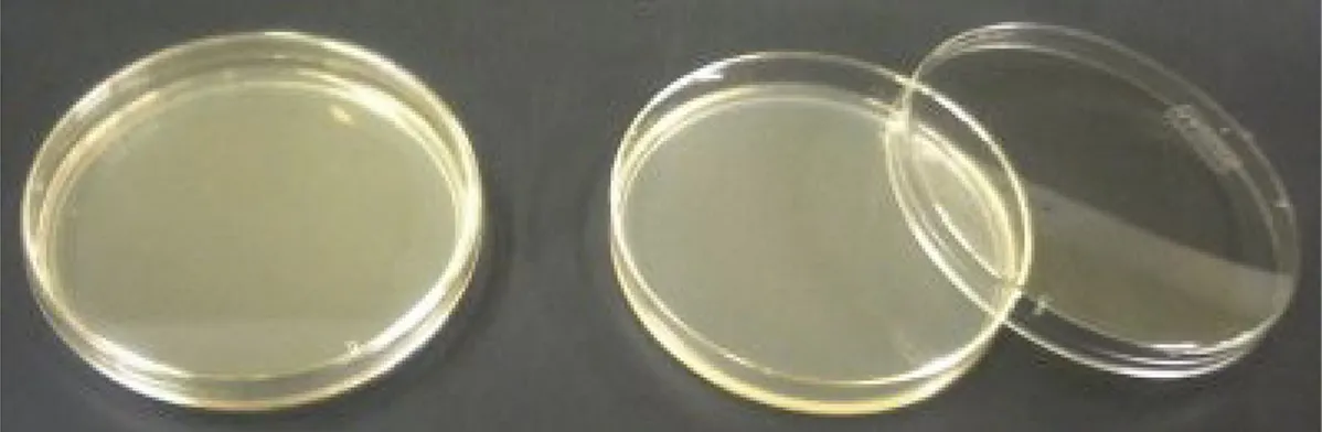 Figure 10: Agar plates.   Figure 12: 50ml Falcon tube and 15ml  test tube. Biphenyl crystals added as sole carbon and energy source for bacterial metabolism to MM agar plates.  Mineral medium has been used to isolate PCB­degrading strains